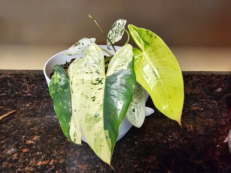 フィロデンドロン イルセマニー フィロデンドロン イルセマニー サトイモ科 原産地 ブラジル